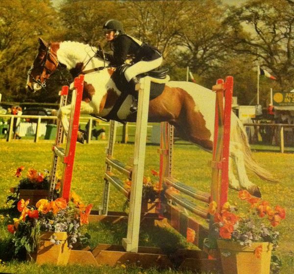 Skewbald 15.2hh cross country horse